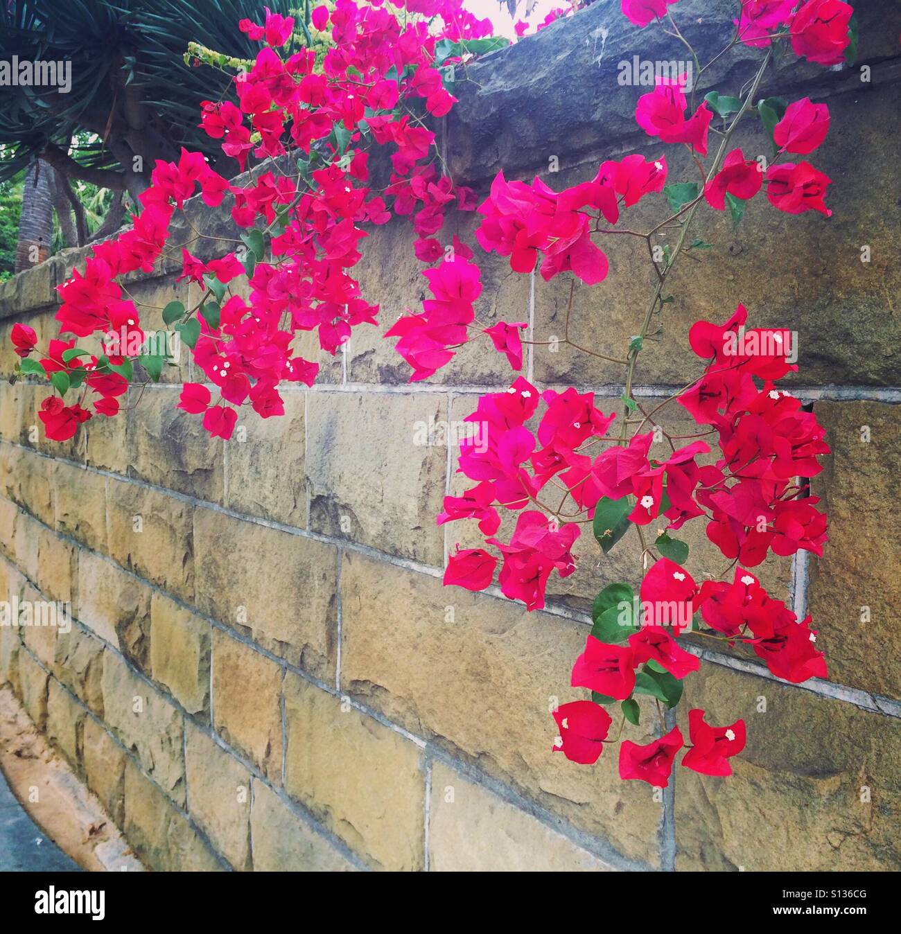 Sandstone wall with pink flower - Smartphone Captured Stock Image