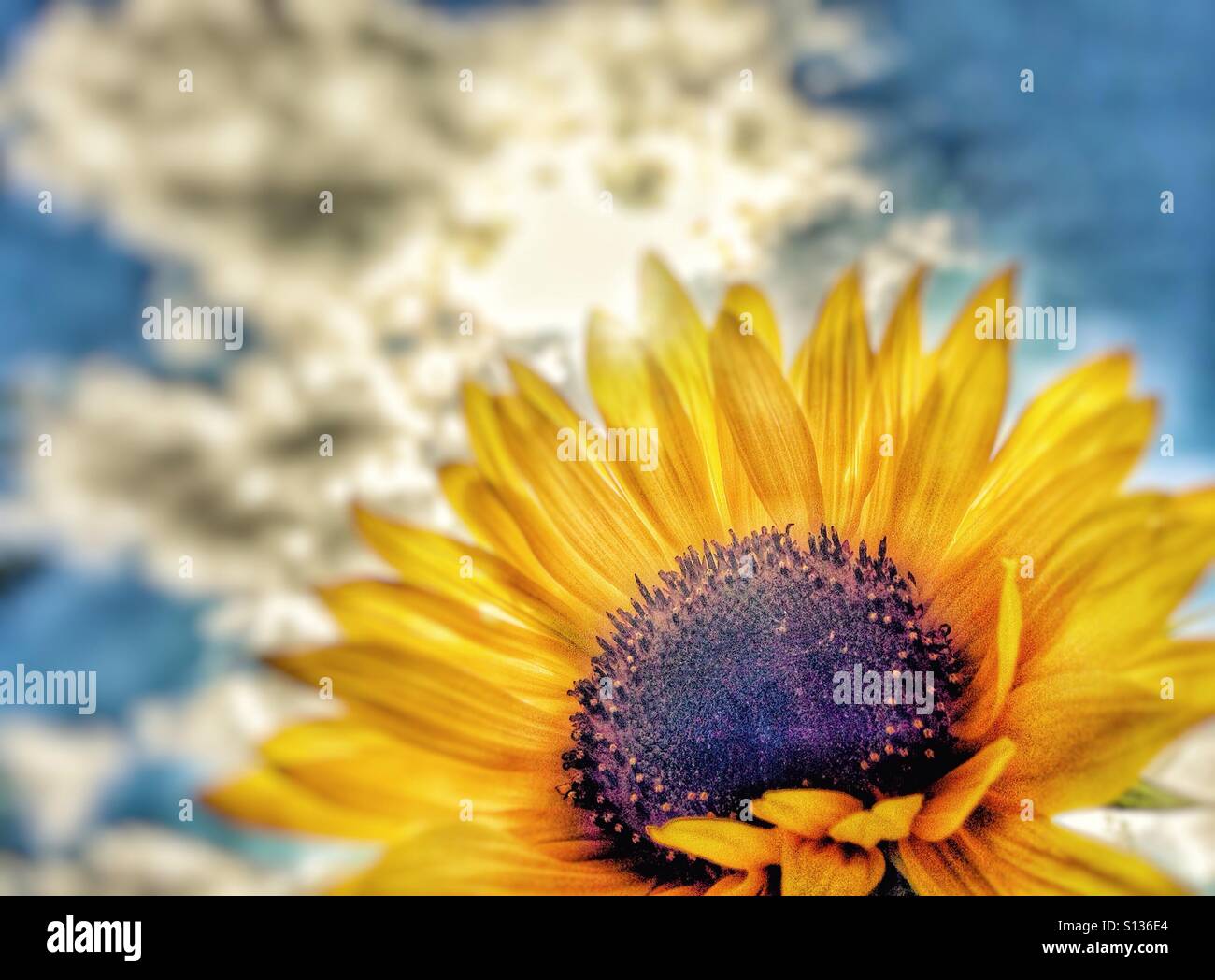 Sunflower - Smartphone Captured Stock Image