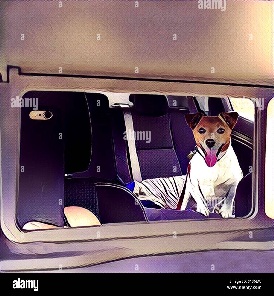 Jack Russell in rear view mirror Stock Photo