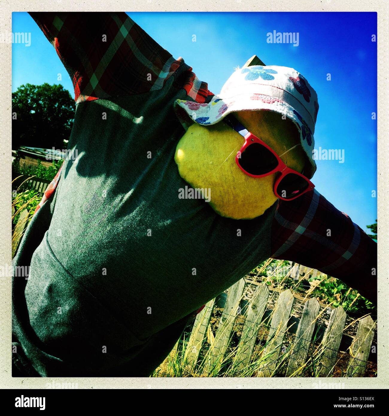 Scarecrow wearing hat and sunglasses Stock Photo