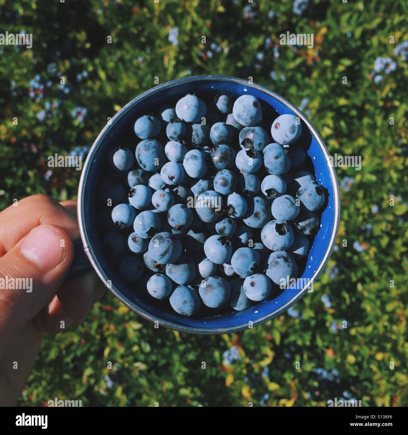 Blueberry picking hires stock photography and images Alamy