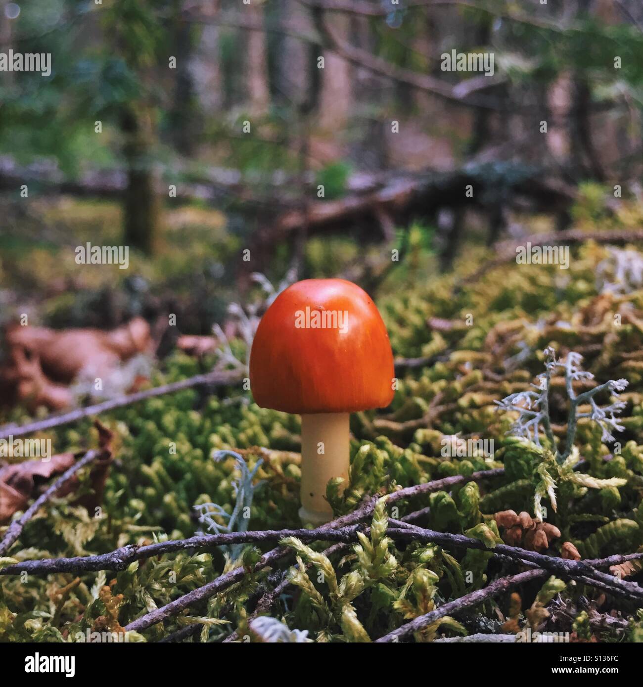 Little Mushroom Stock Photo