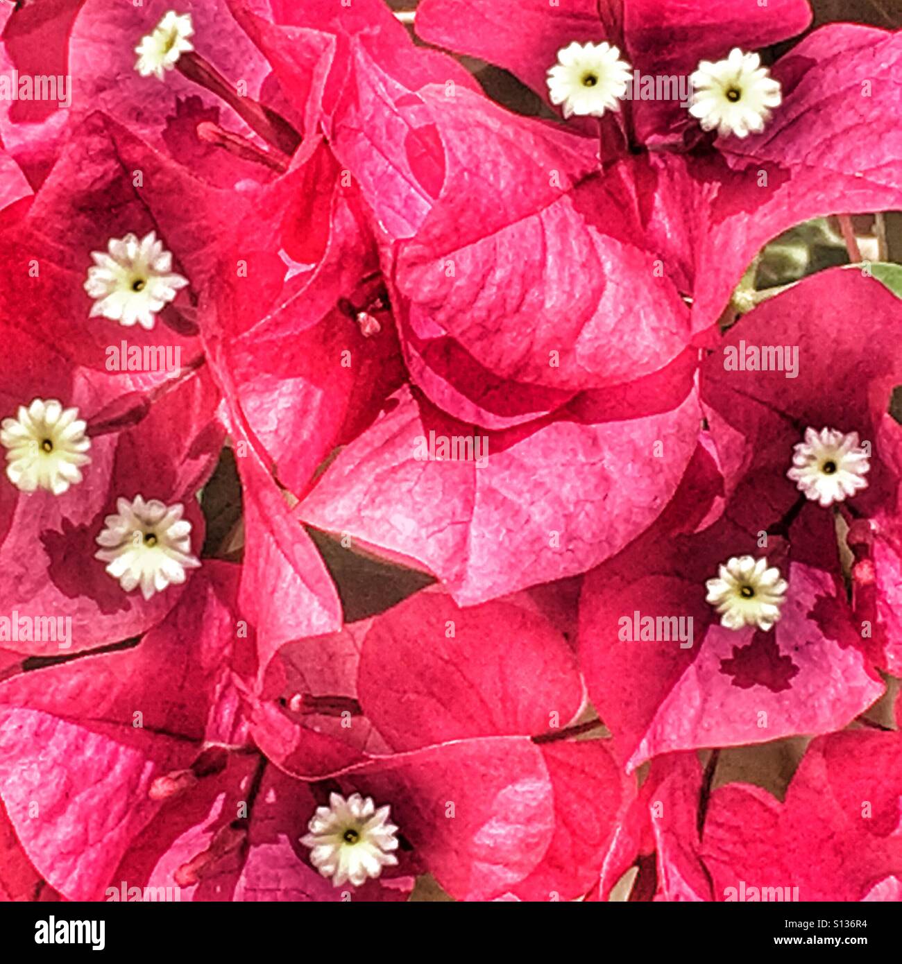 Bougainvillea, bracts and flowers Stock Photo