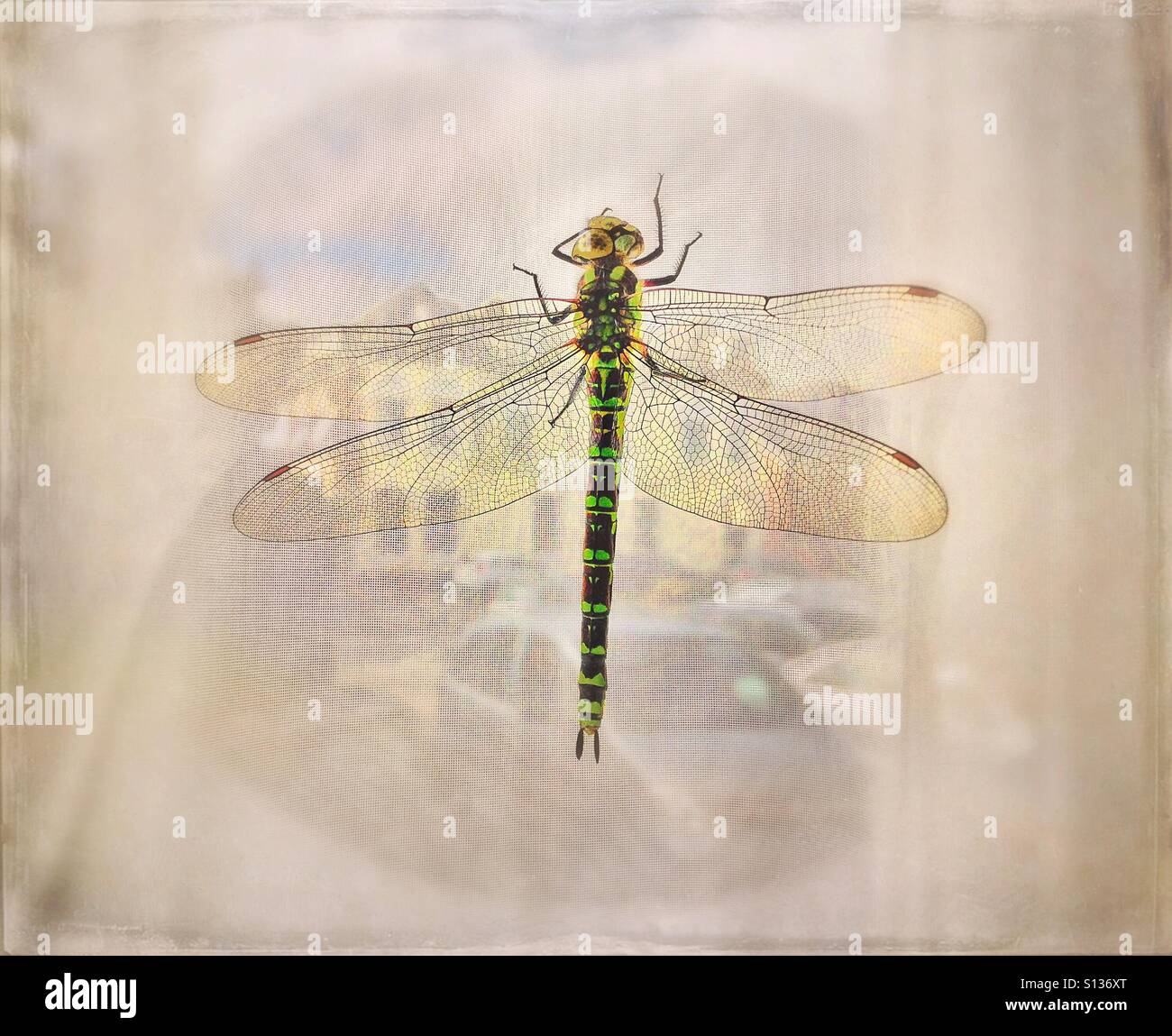 Dragonfly Stock Photo