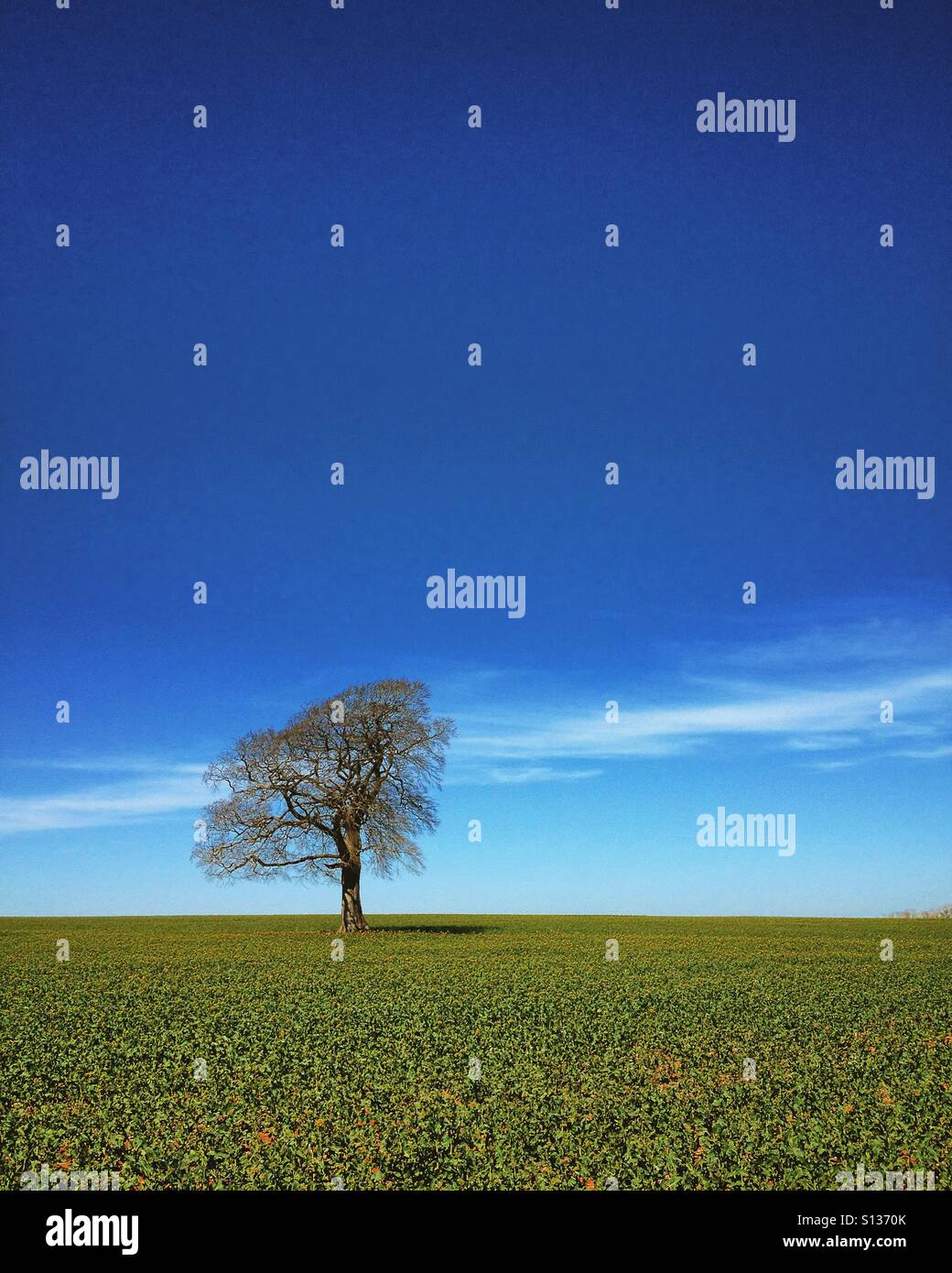 Single tree on blue sky horizon. Mobile phone photo with some phone or tablet post processing. - Smartphone Captured Stock Image