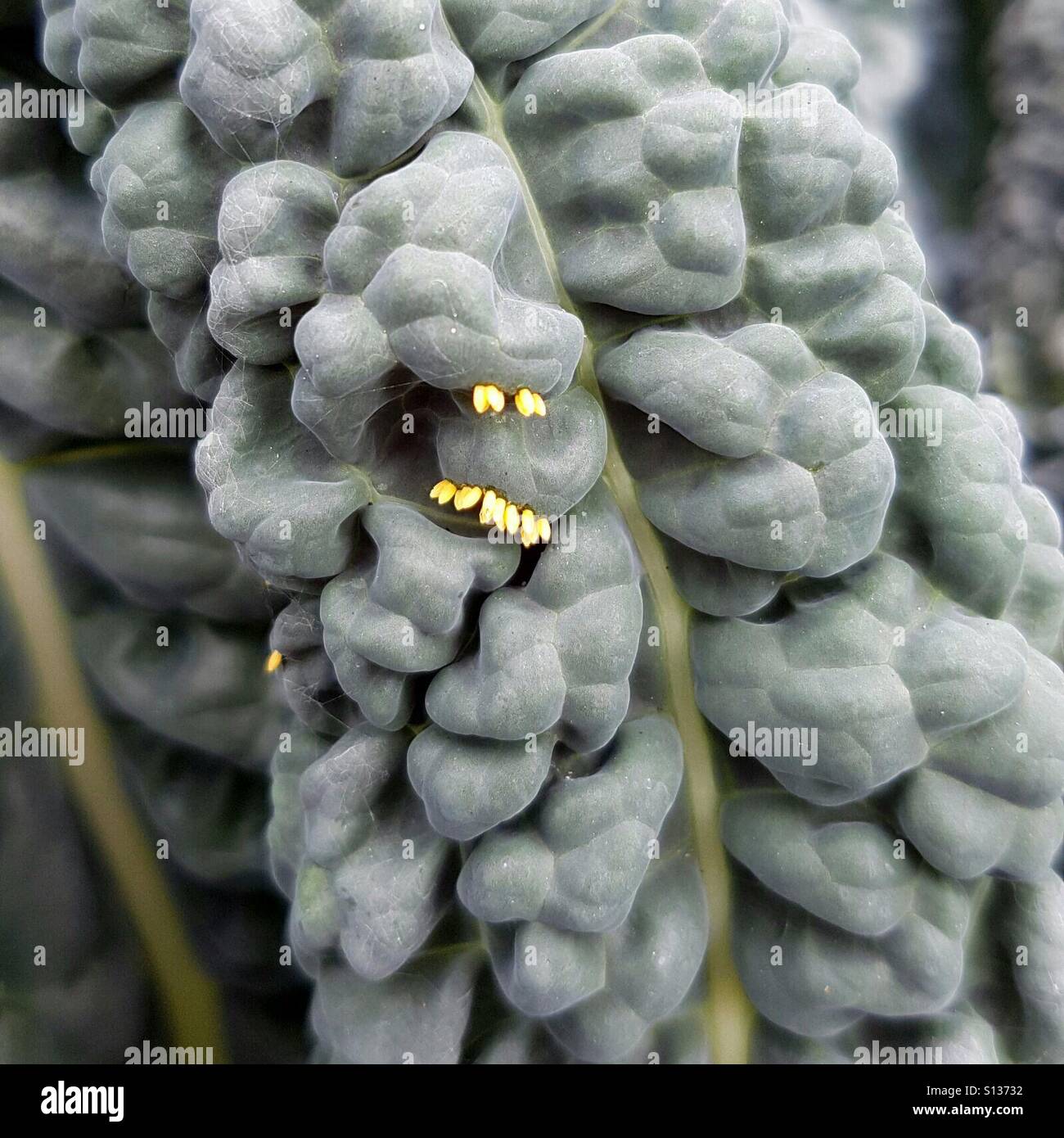 Pieris rapae, the small white or small cabbage white eggs. Part of the