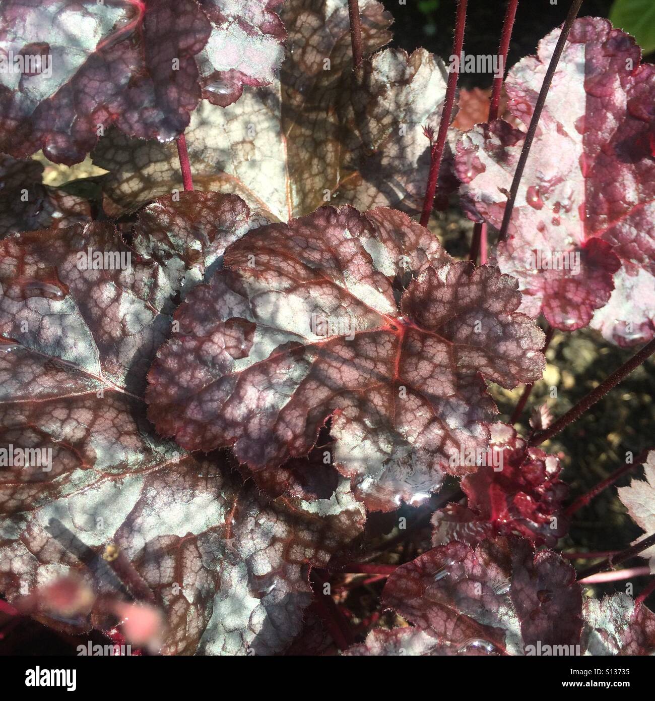 Leaf texture - Smartphone Captured Stock Image