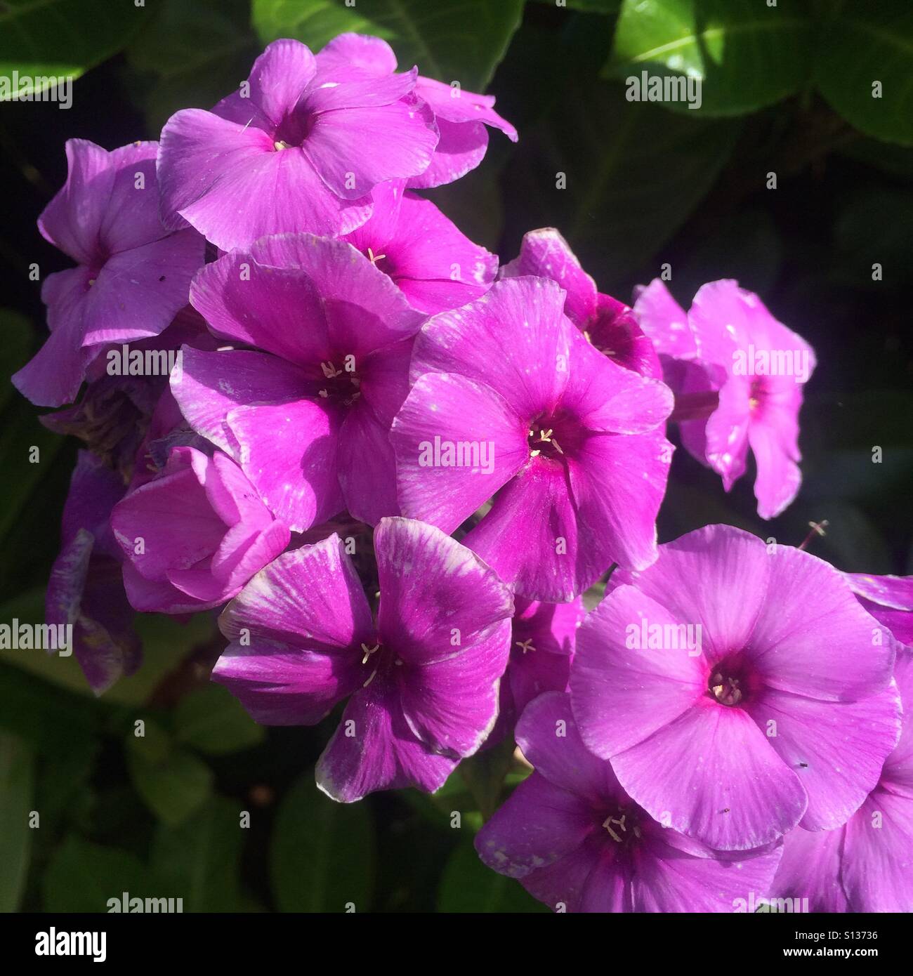 Pink purple blooms hi-res stock photography and images - Alamy