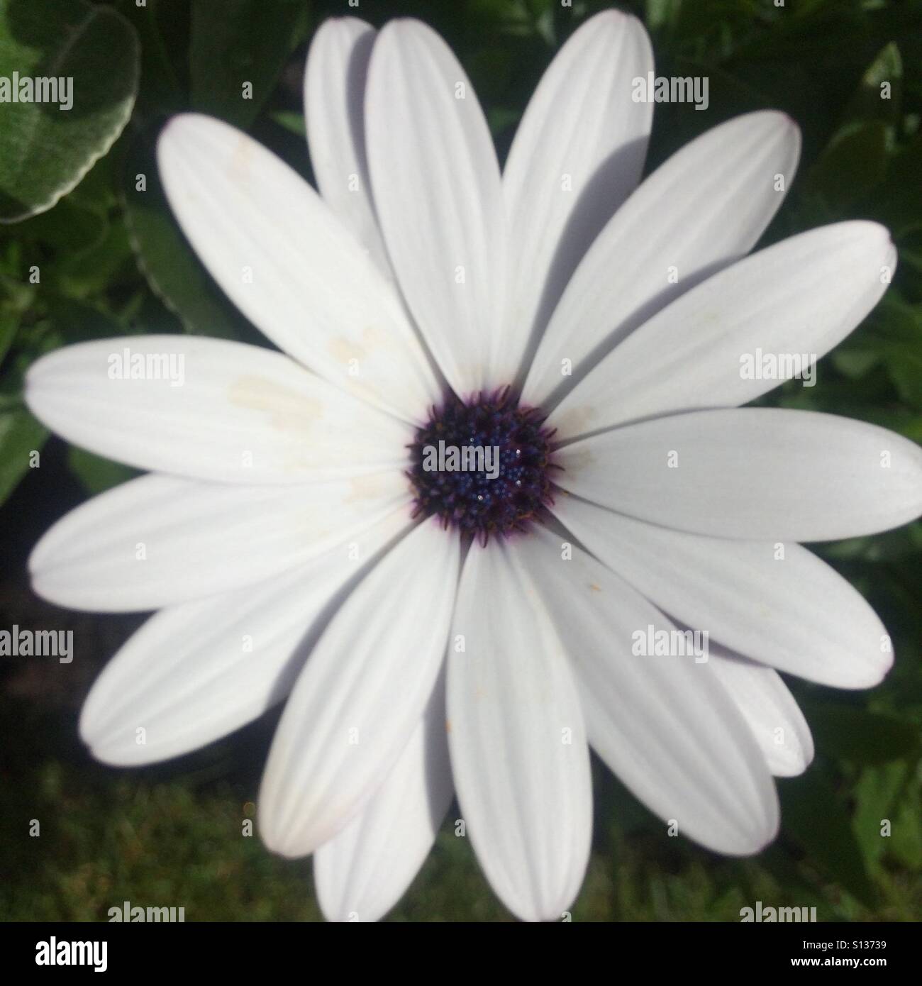 White flower Stock Photo