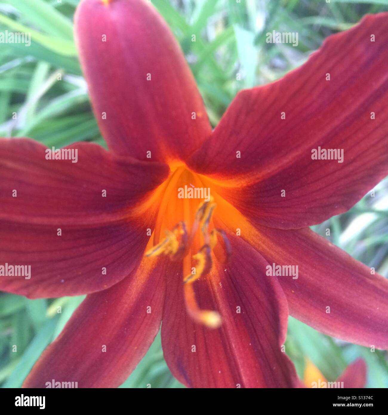 Lily - blossom Stock Photo - Alamy