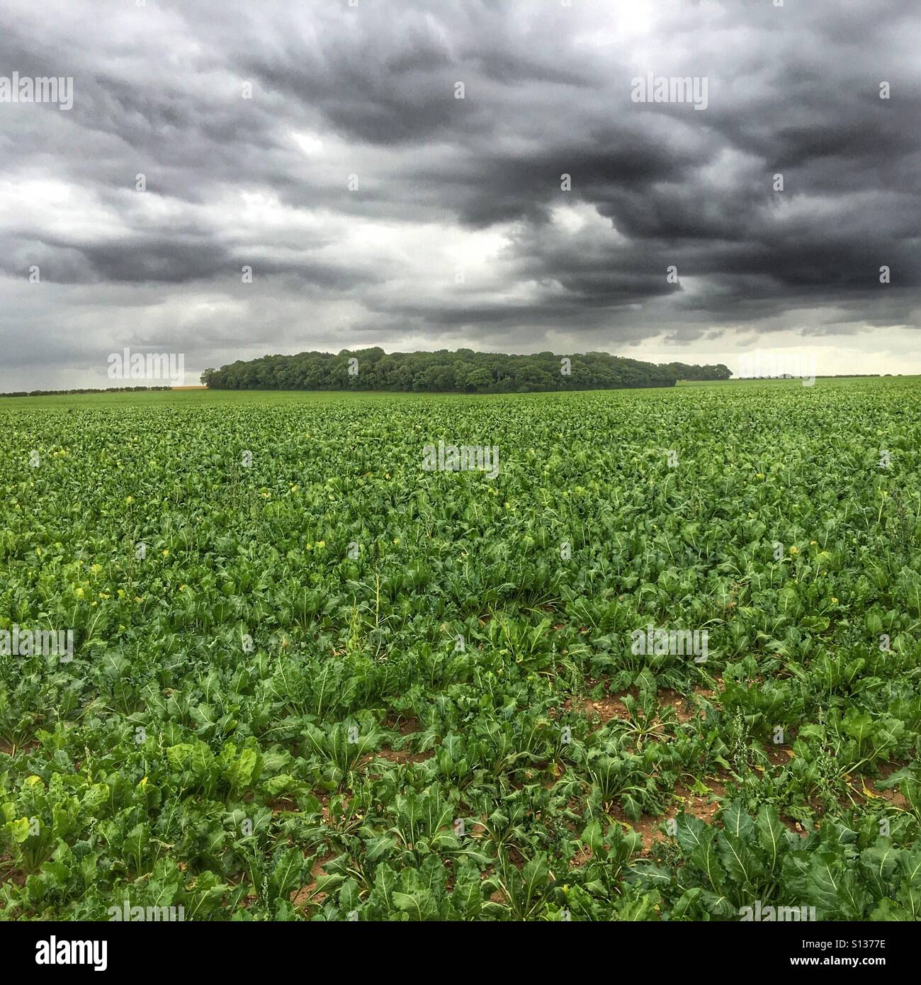 Sugar beet crop in field, with copse in the distance and dramatic sky. North Norfolk, England, UK. - Smartphone Captured Stock Image
