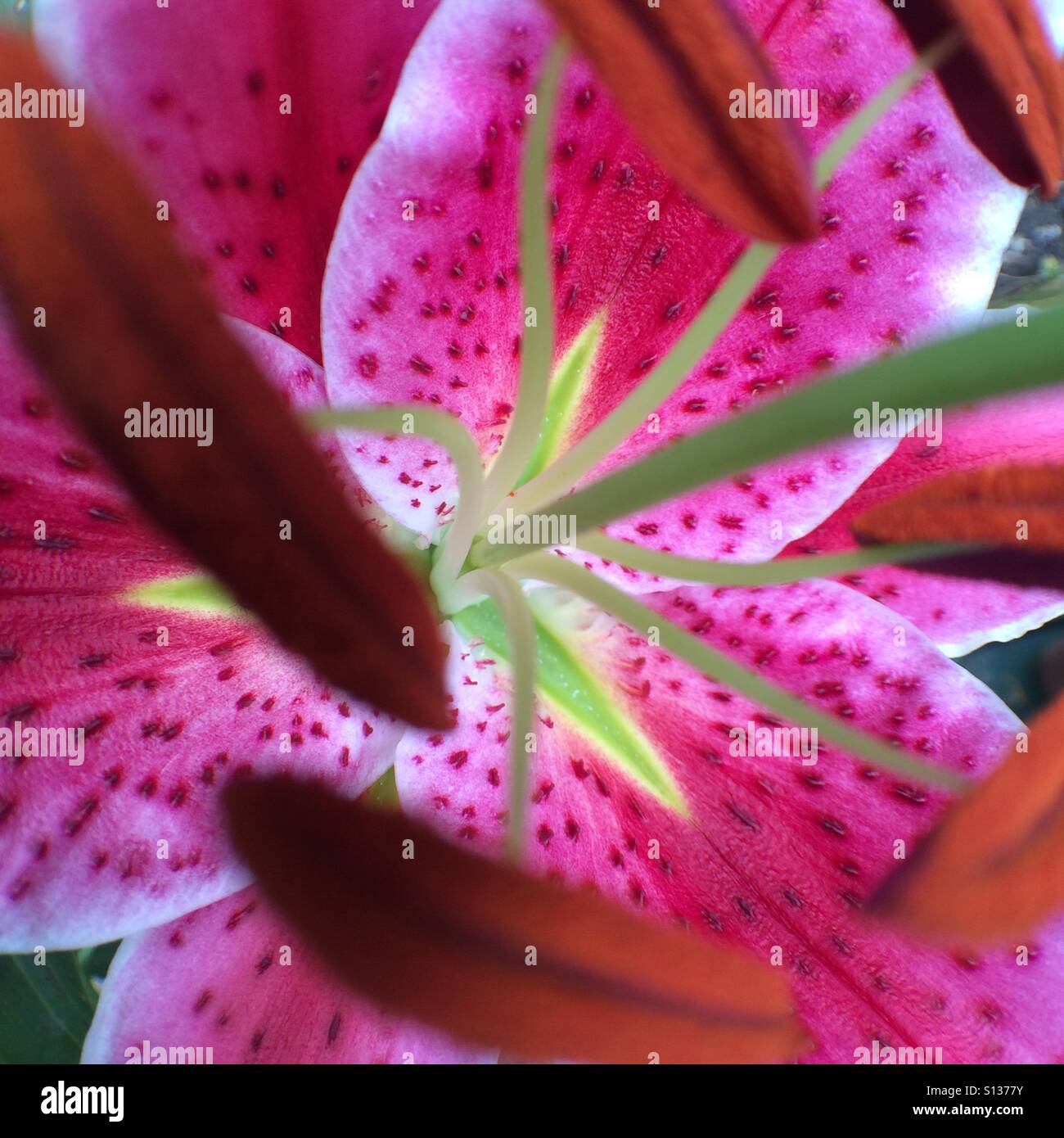 Pink lily - close up Stock Photo