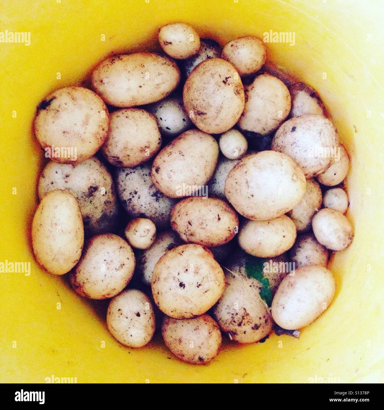 Bucket of freshly harvested Charlotte potatoes - Smartphone Captured Stock Image