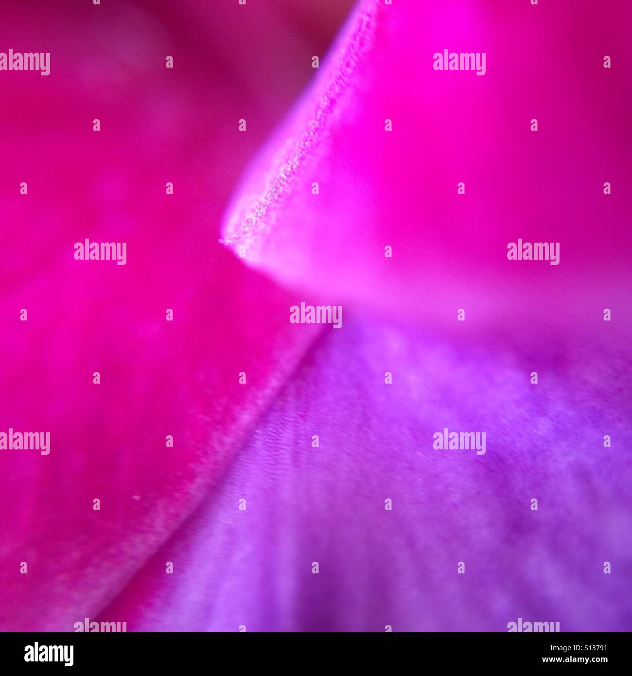 Flower petal - abstract - Smartphone Captured Stock Image