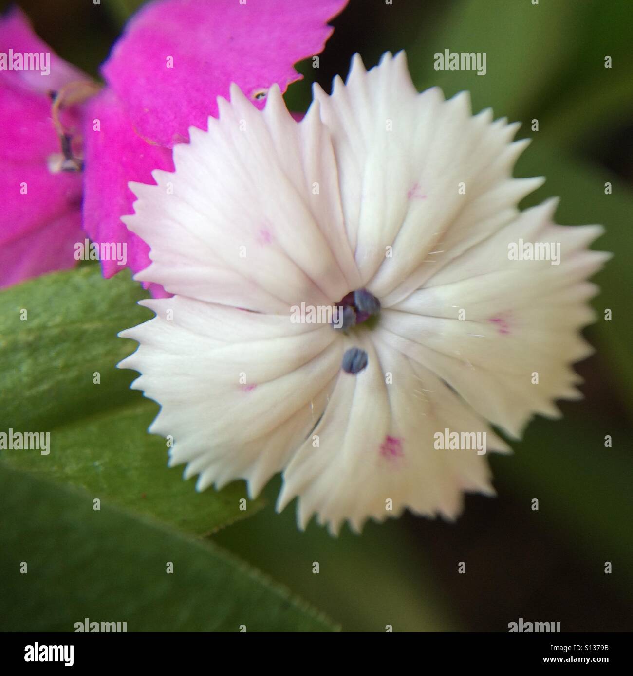 White flower - close up - Smartphone Captured Stock Image