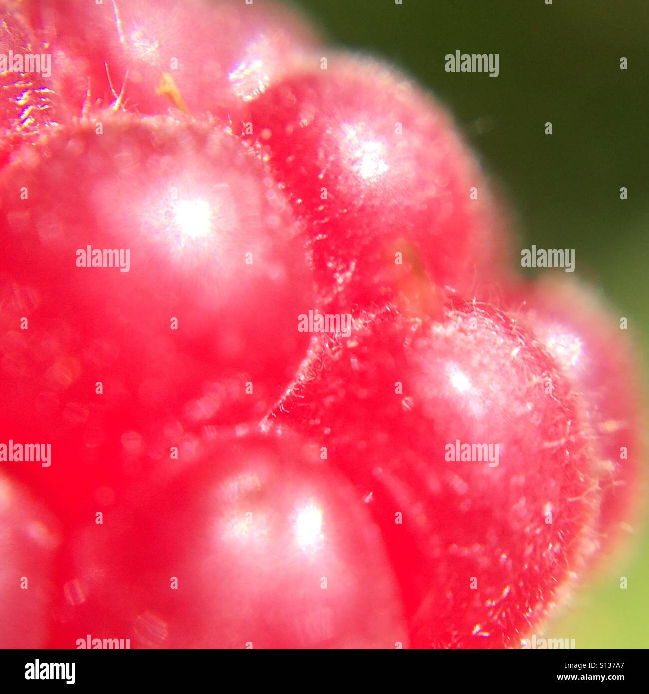 Raspberry - macro detail - Smartphone Captured Stock Image