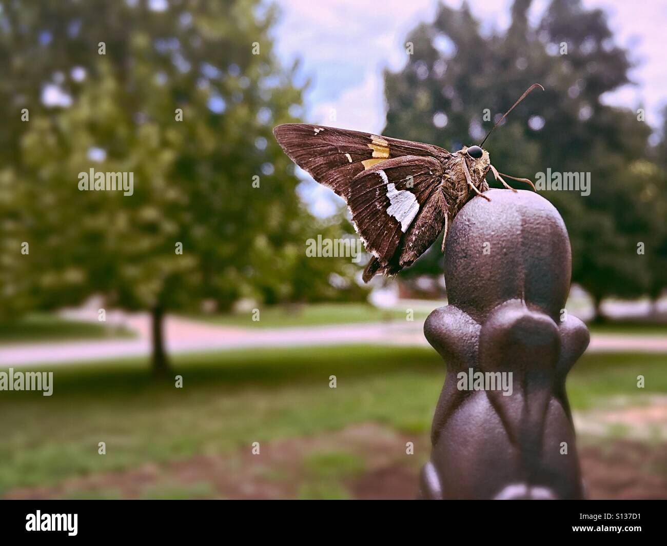Moth in front of trees hi-res stock photography and images - Alamy