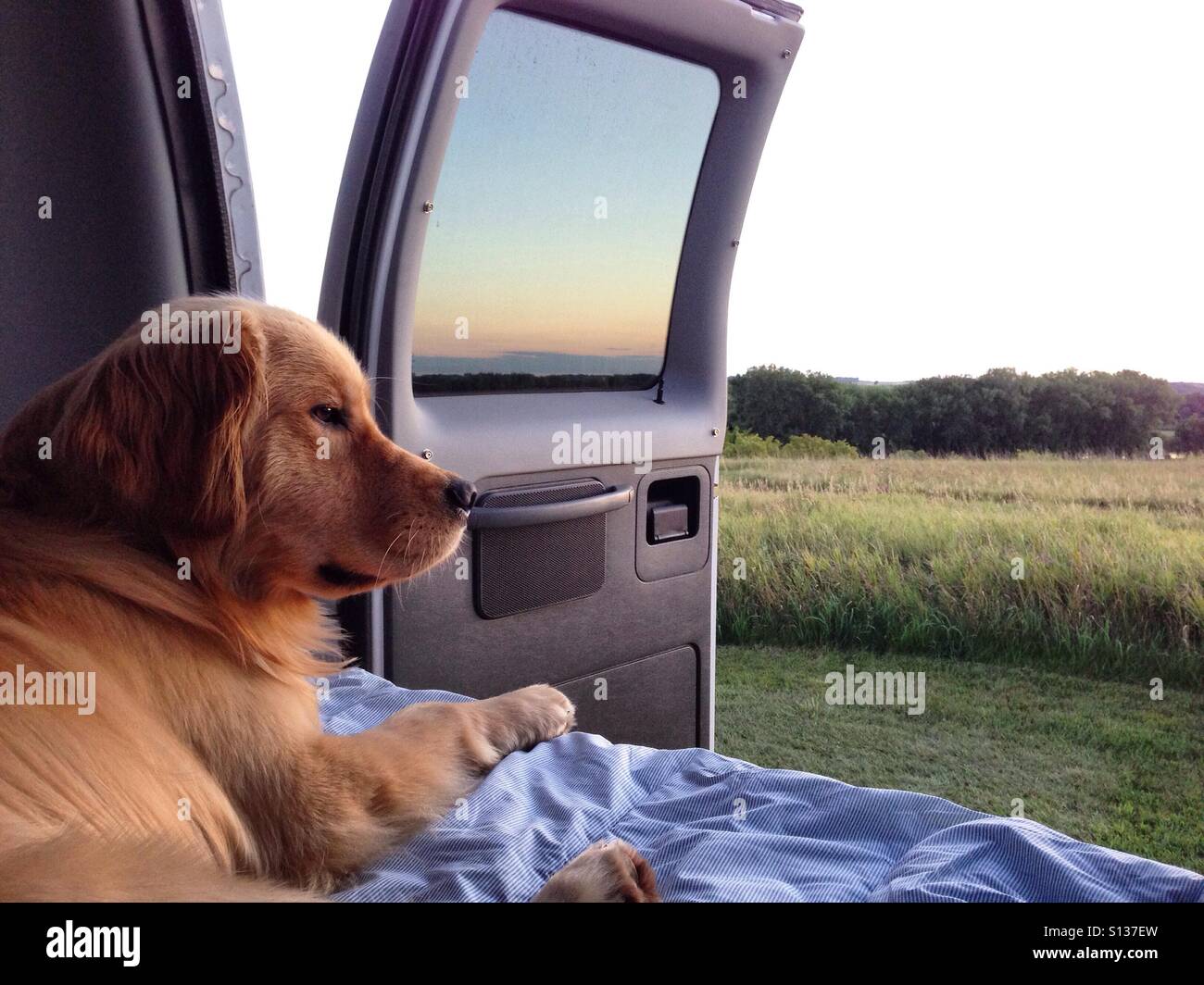 Golden retriever on road trip Stock Photo Alamy