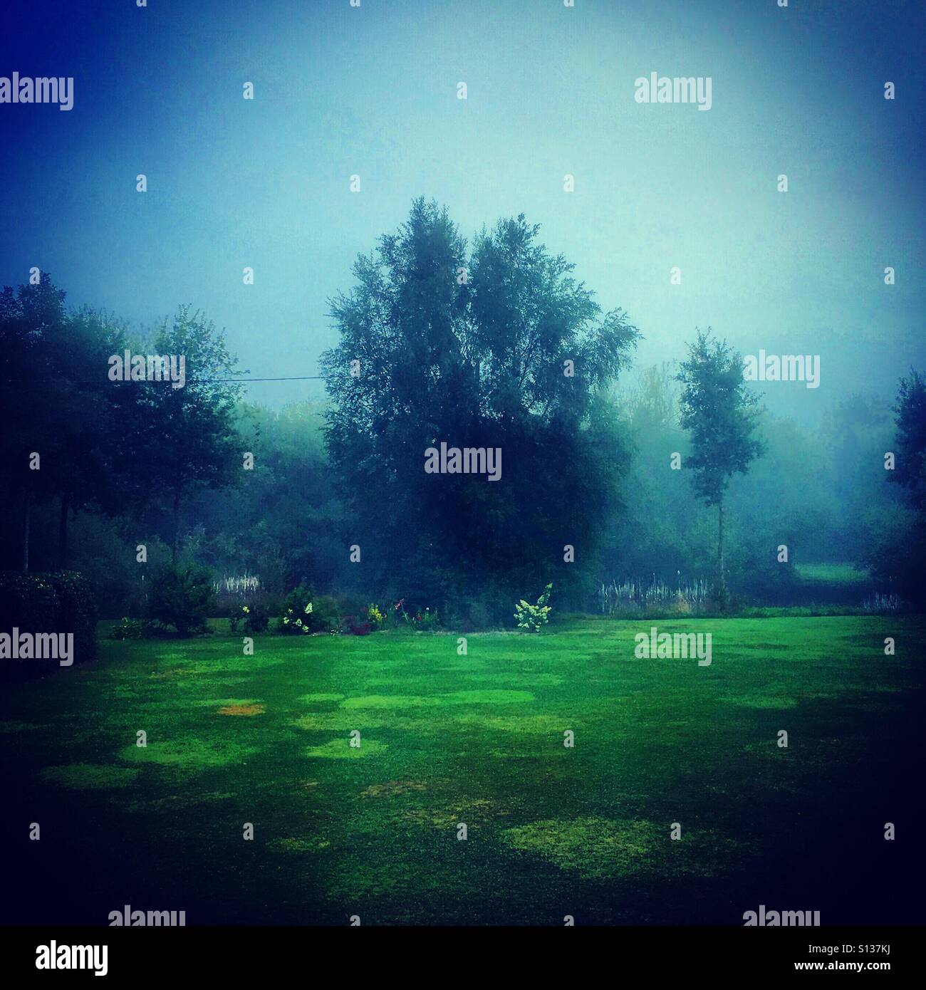 fog in a park - Smartphone Captured Stock Image