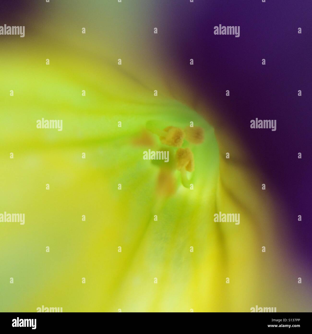 Yellow purple abstract - macro flower detail - Smartphone Captured Stock Image