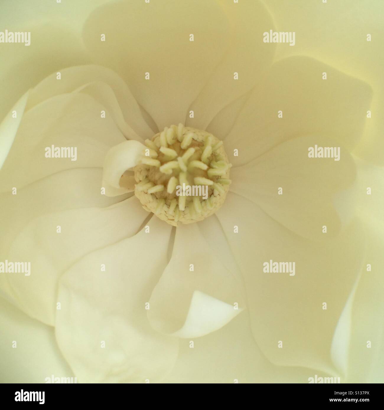 Magnolia blossom - Smartphone Captured Stock Image