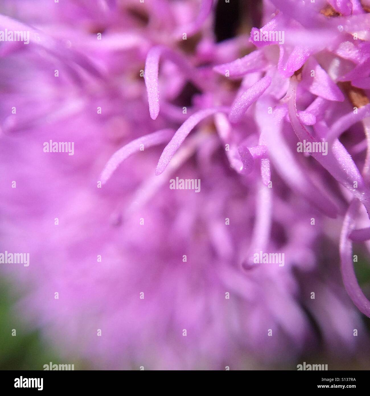 Flower close up - selective focus - Smartphone Captured Stock Image