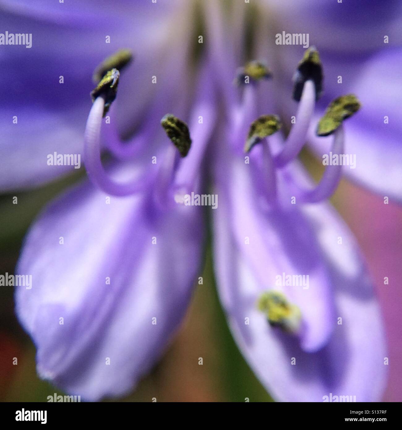 Agapanthus flower - close up Stock Photo