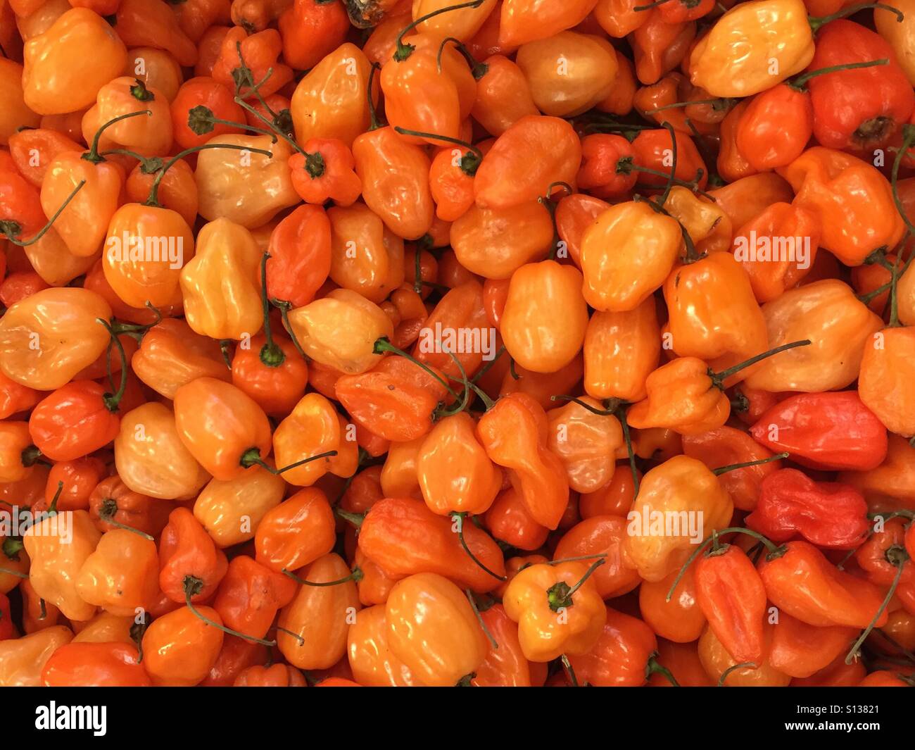 Habanero peppers - Smartphone Captured Stock Image