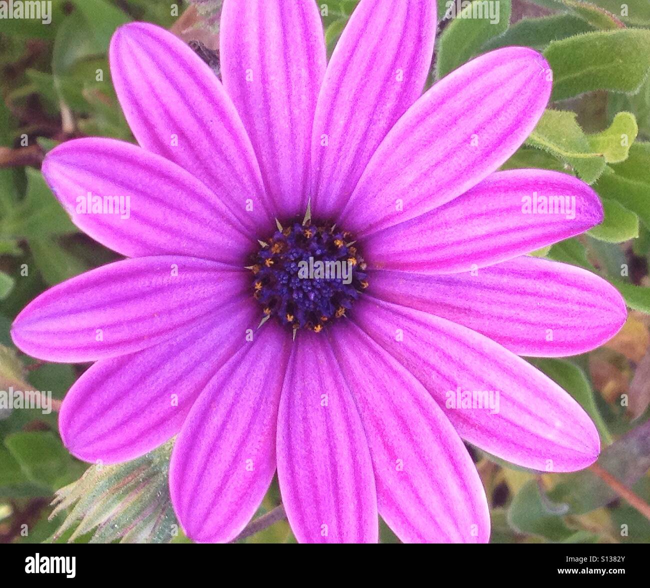 Pink flower - Smartphone Captured Stock Image