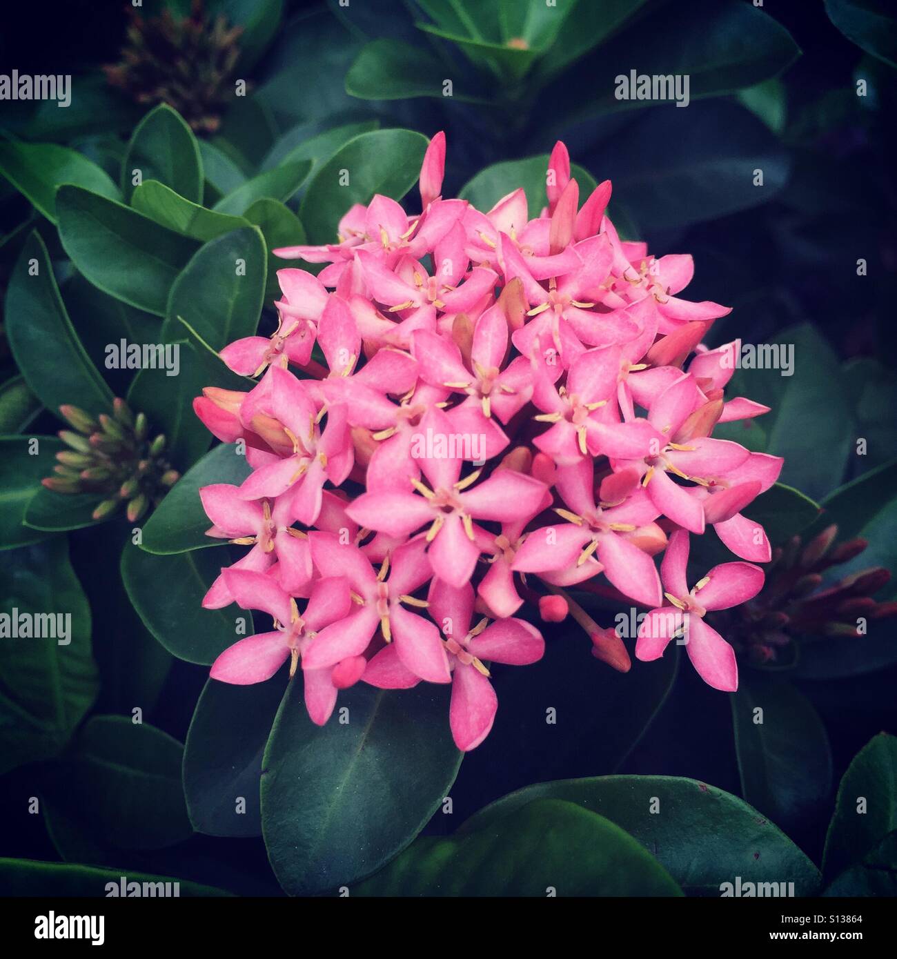 Pink Ixora flower Stock Photo - Alamy