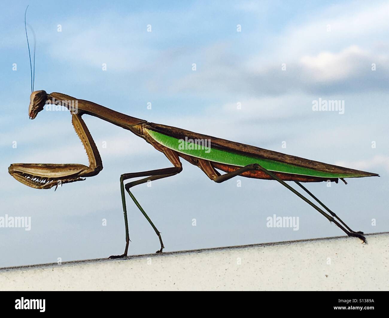 Praying mantis close up Stock Photo