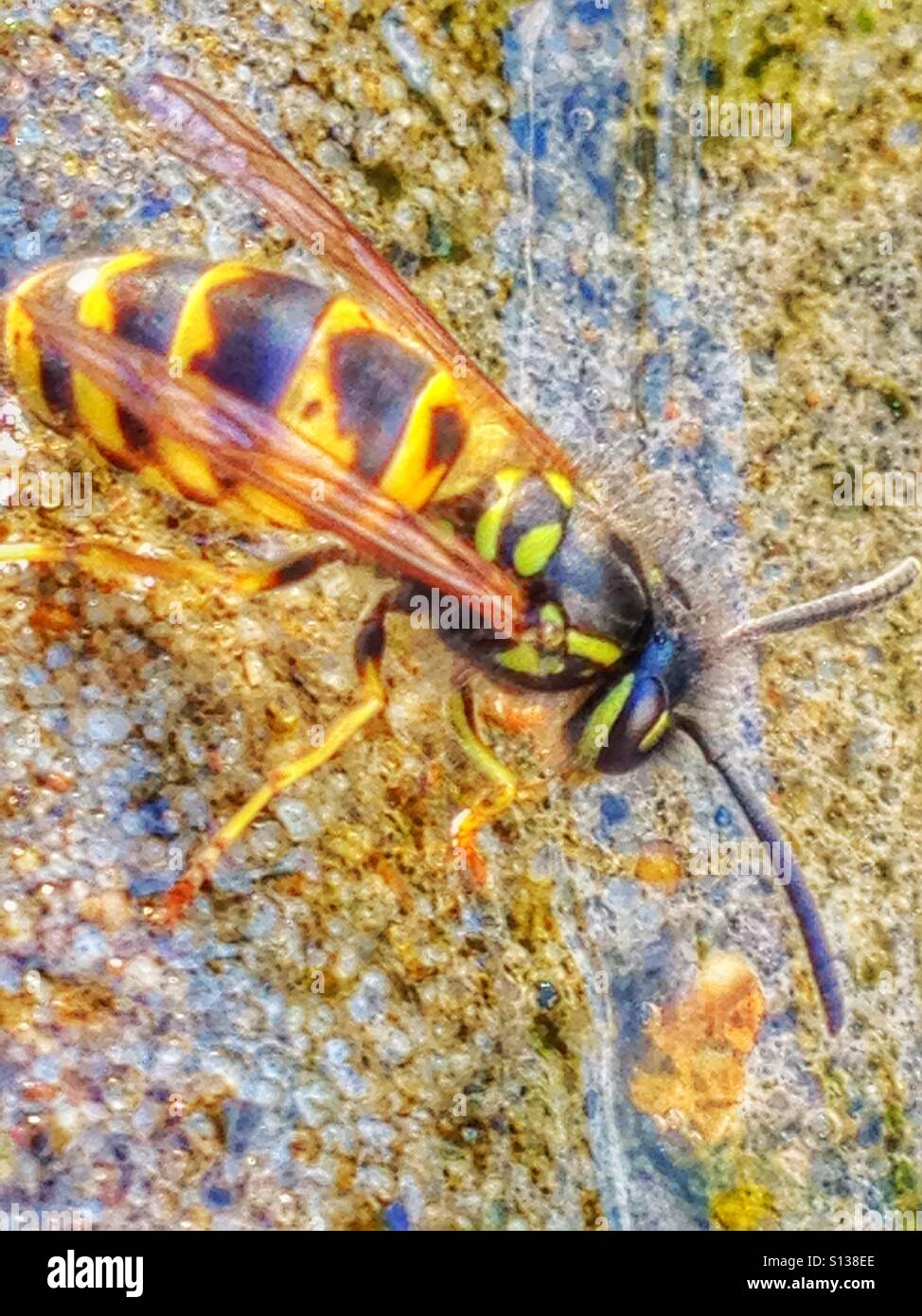 Wasp drinking water. - Smartphone Captured Stock Image