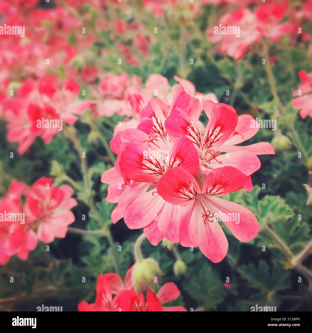 Geranium - Smartphone Captured Stock Image