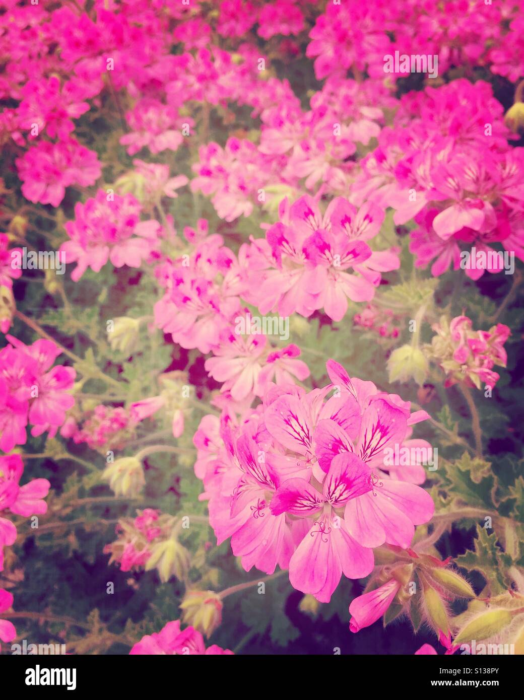 Geranium - Smartphone Captured Stock Image