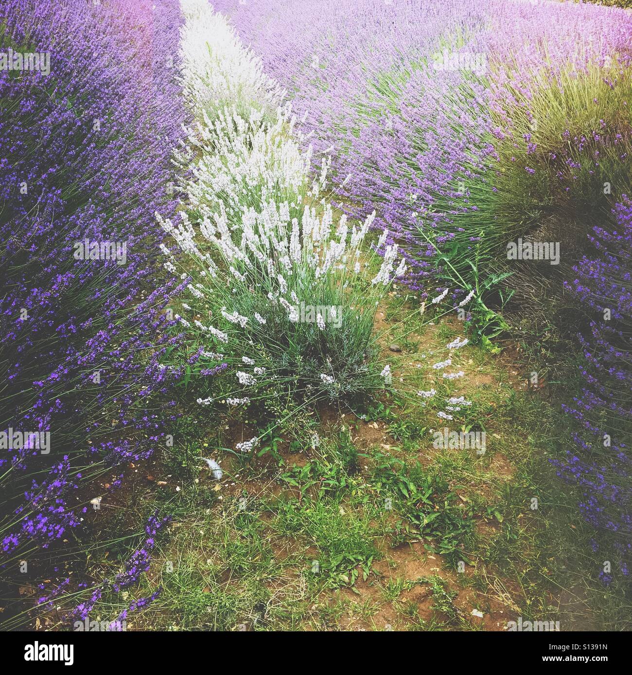 Rows of purple and white lavender plants growing in neat lines, creating a calm, fragrant summer landscape with strong colour and pattern. - Smartphone Captured Stock Image