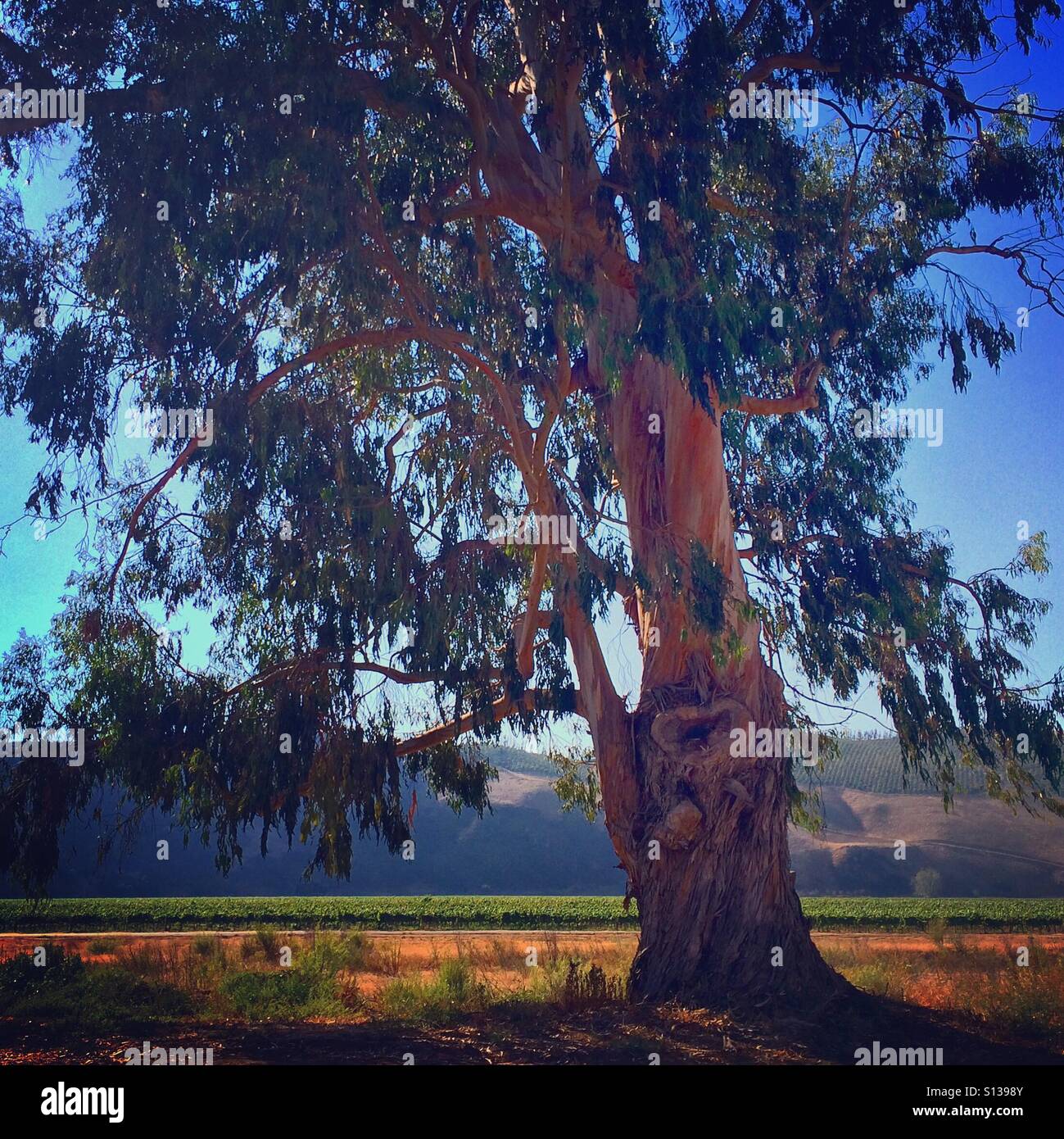 Eucalyptus Tree CA - Smartphone Captured Stock Image