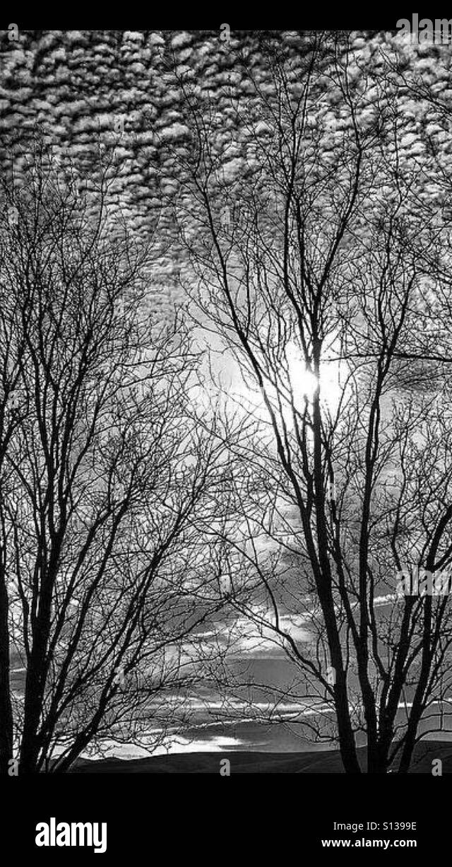 Black silhouette trees hi-res stock photography and images - Alamy