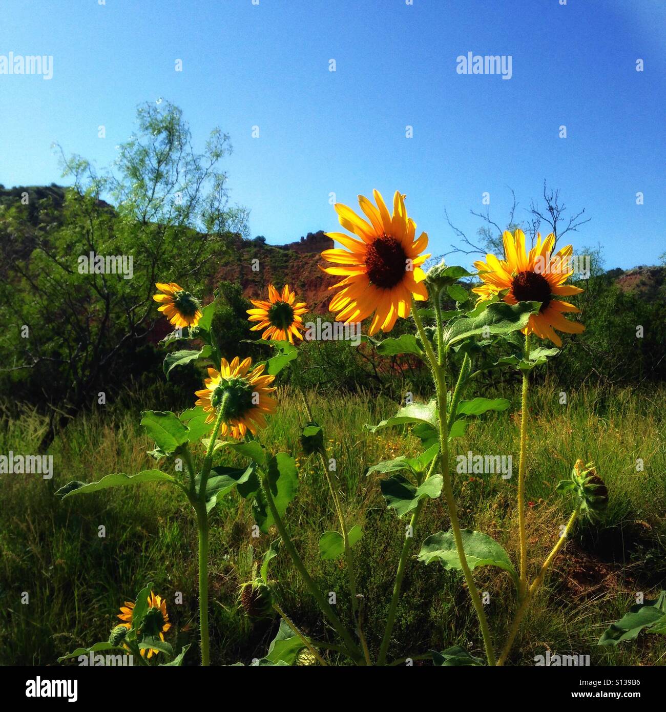 Sunflowers and desert Stock Photo Alamy