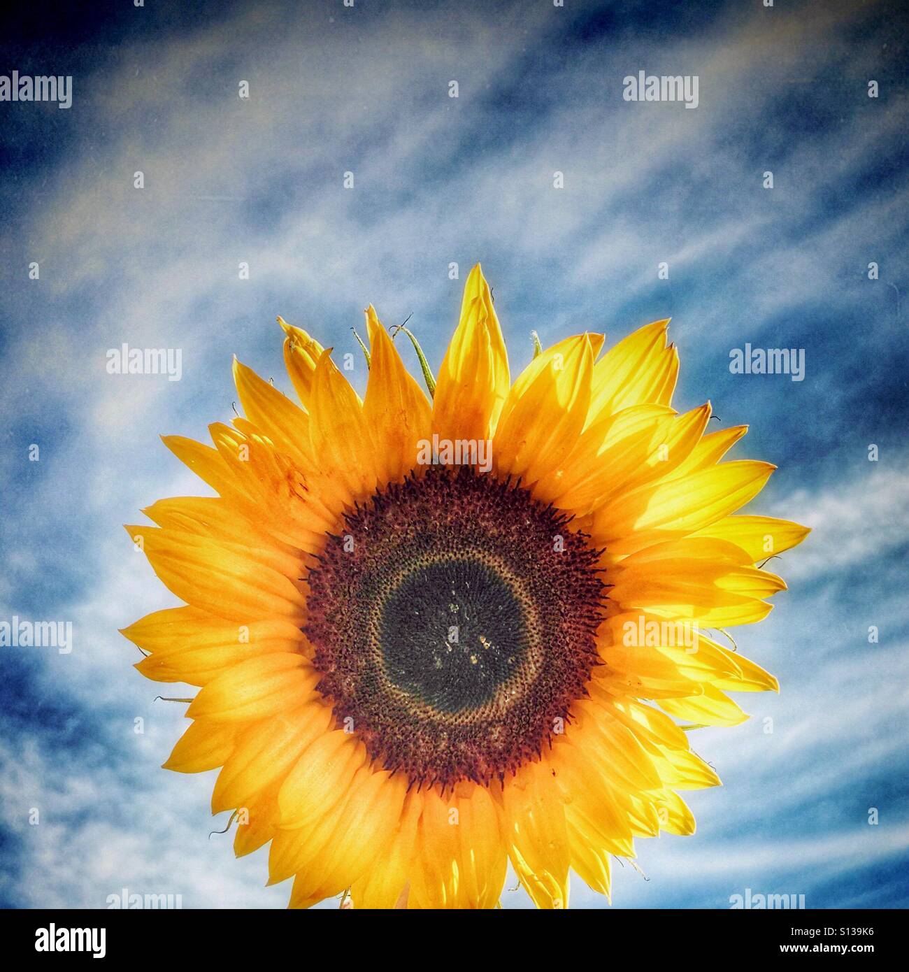 Sunflower against blue sky and wispy clouds Stock Photo