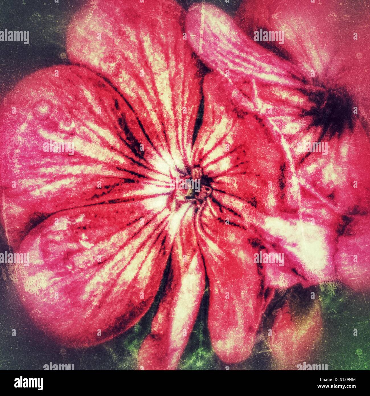 Pelargonium flowers Stock Photo