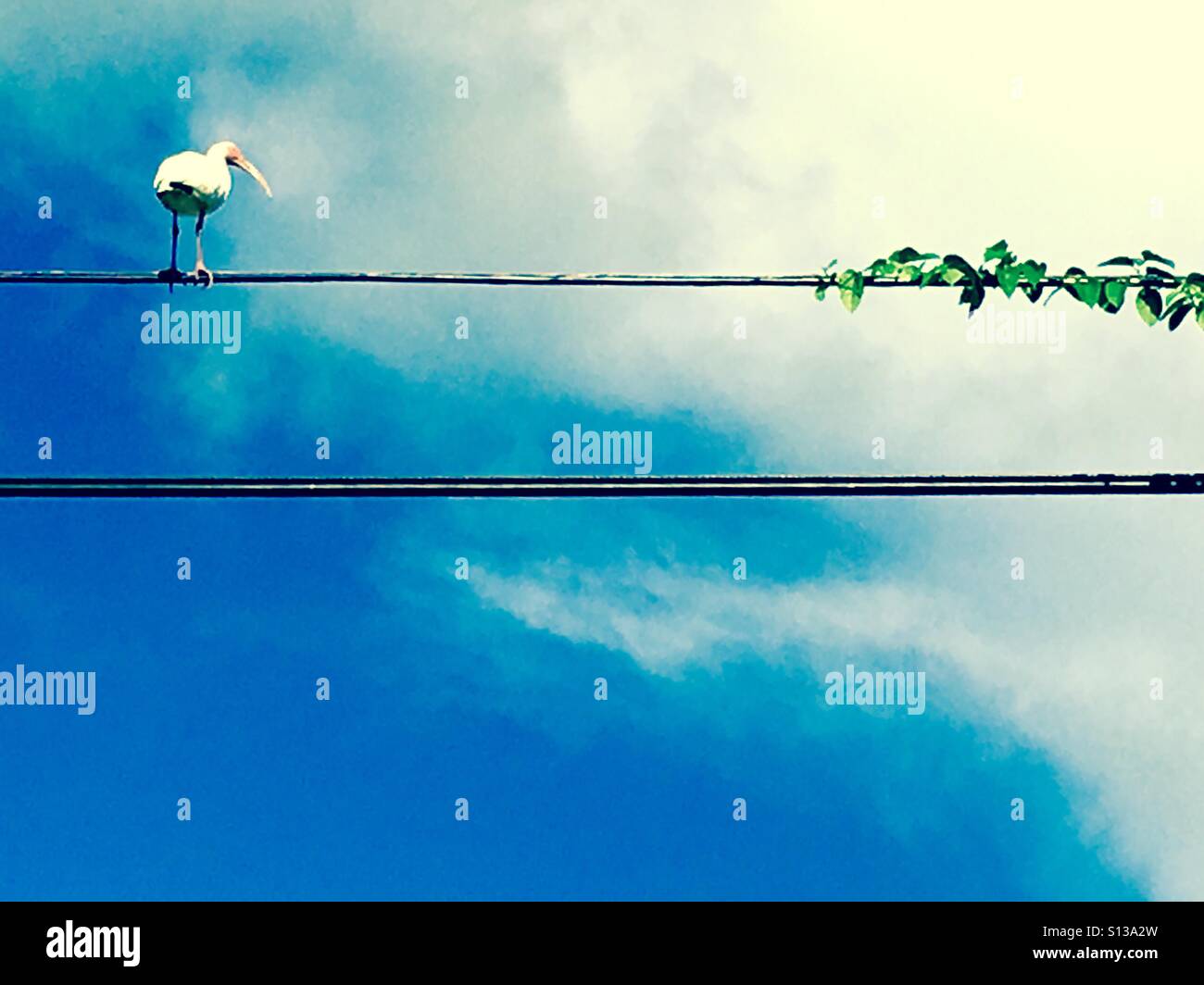 Ibis bird on a wire - Smartphone Captured Stock Image