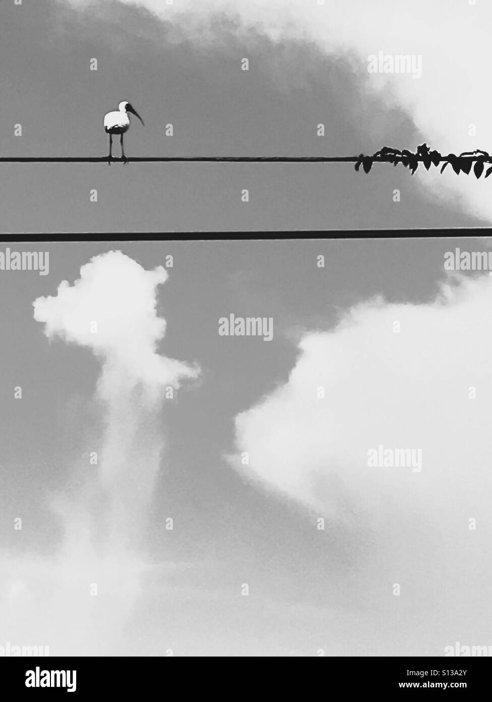 Ibis bird on a wire - Smartphone Captured Stock Image