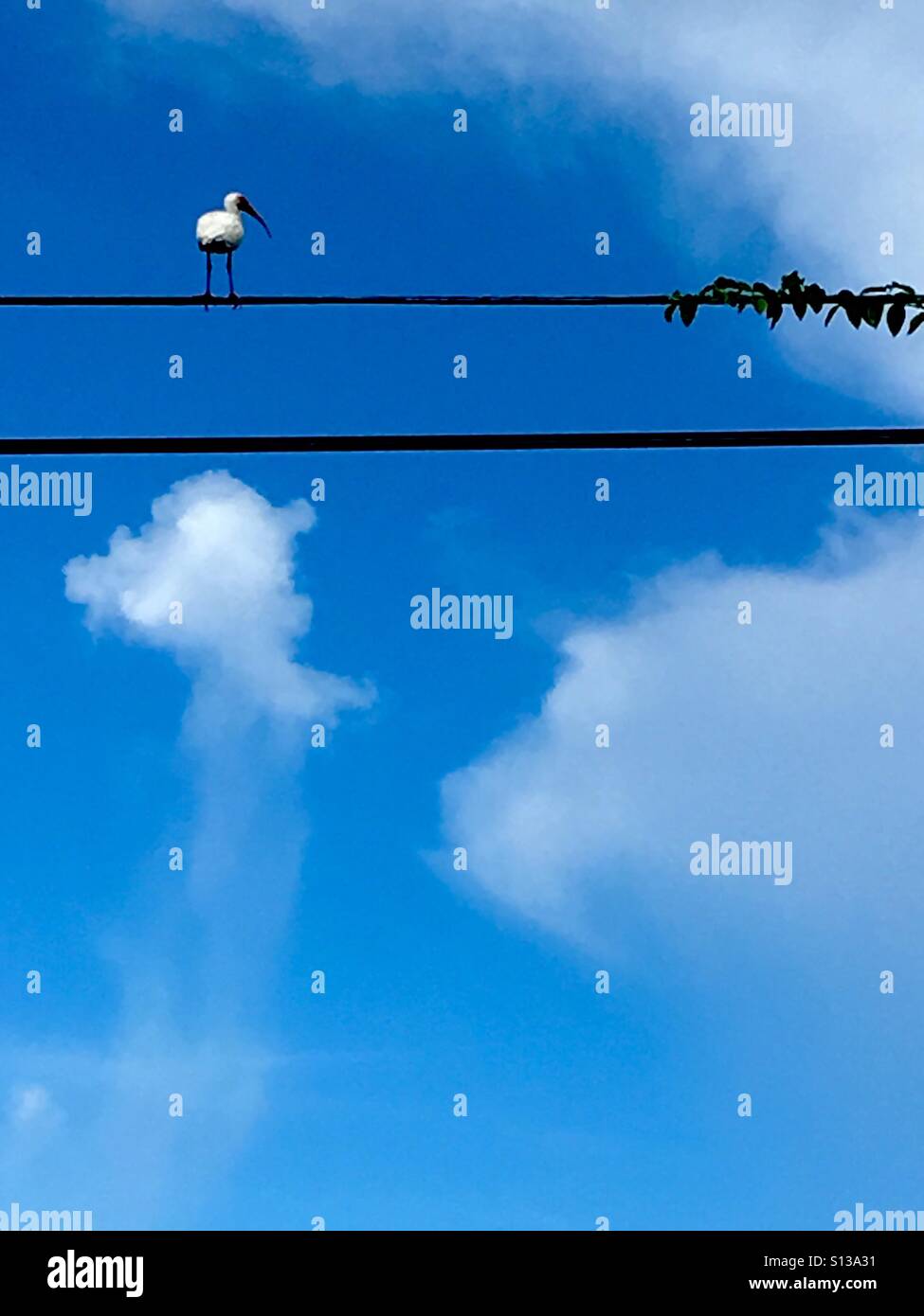 Ibis bird in a wire - Smartphone Captured Stock Image