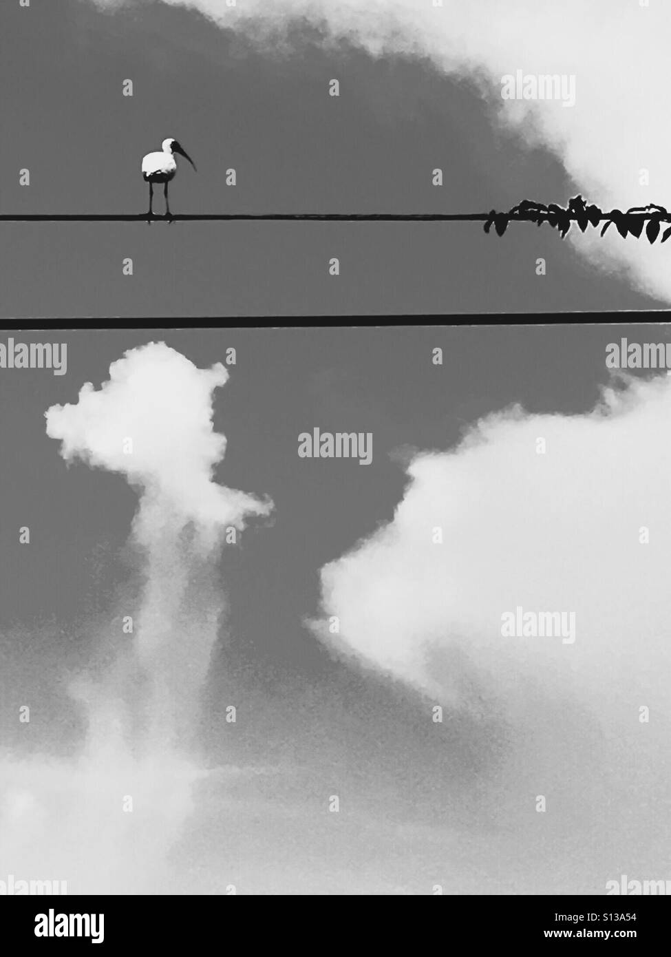 Ibis bird on a wire - Smartphone Captured Stock Image