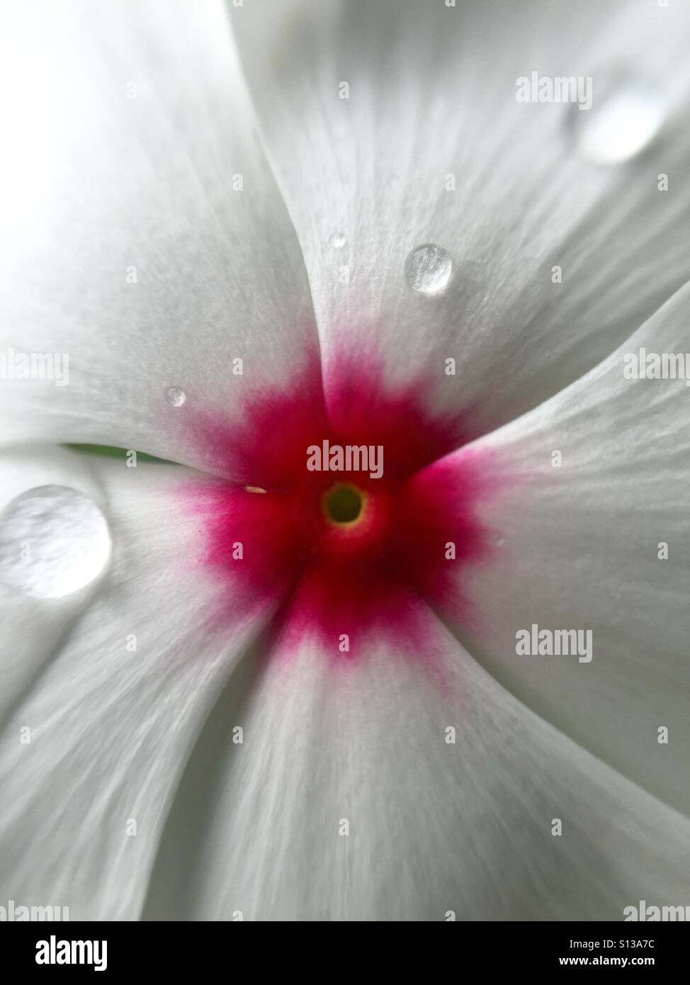 White and pink vinca flower with dew drops - Smartphone Captured Stock Image
