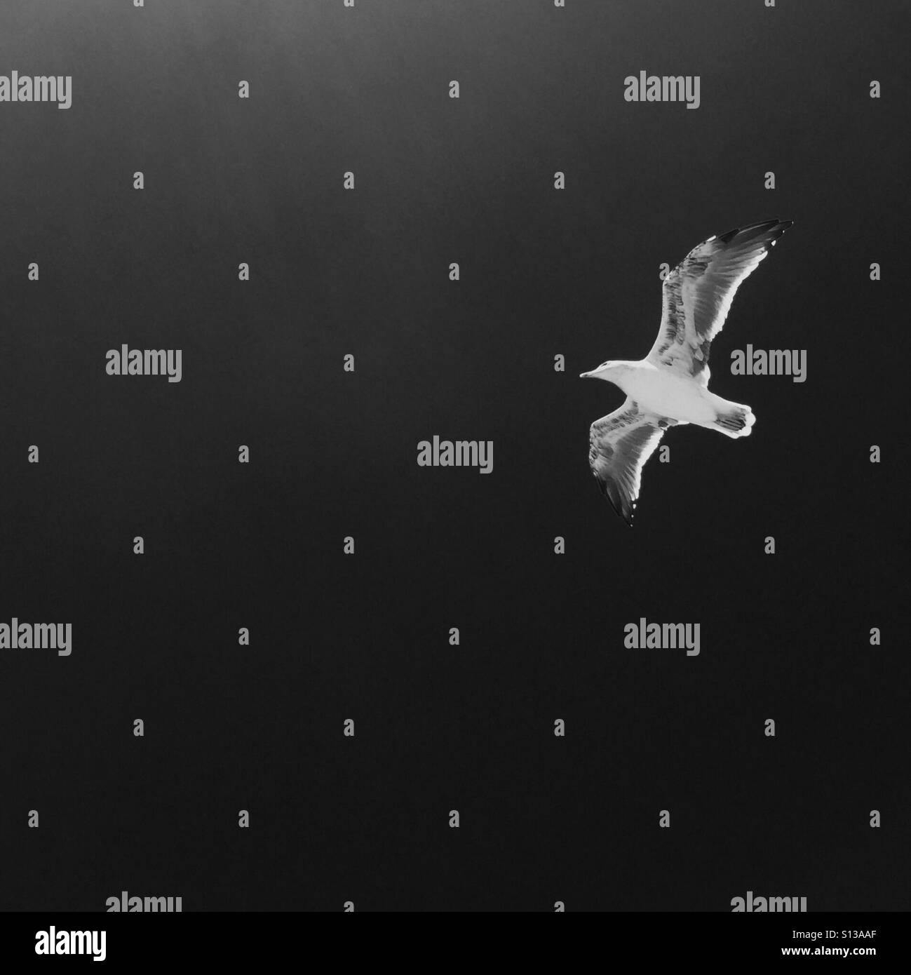 A seagull flies above. - Smartphone Captured Stock Image