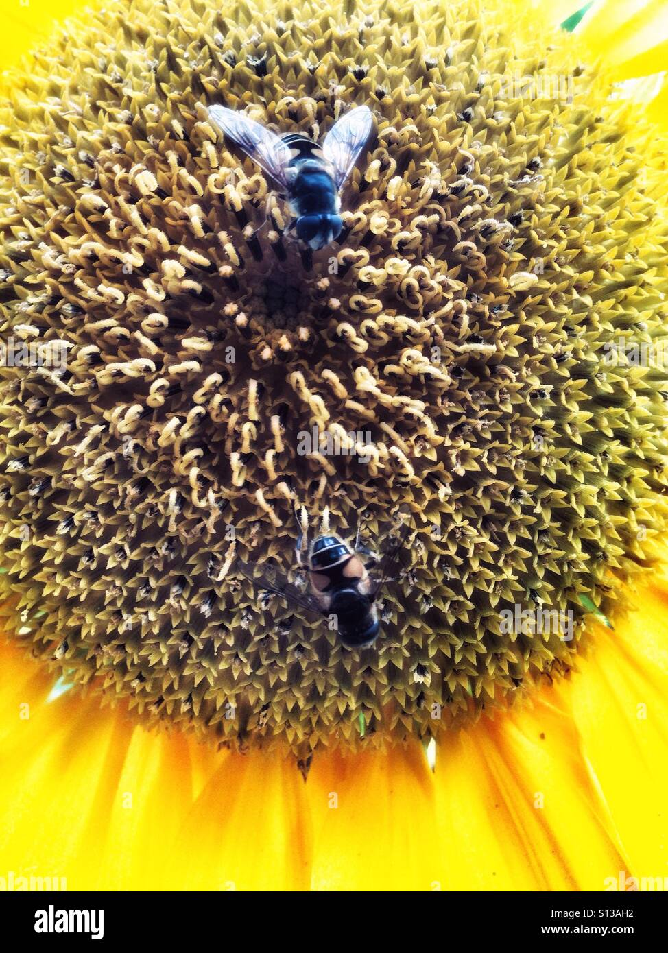 Two hoverflies sitting on a sunflower Stock Photo