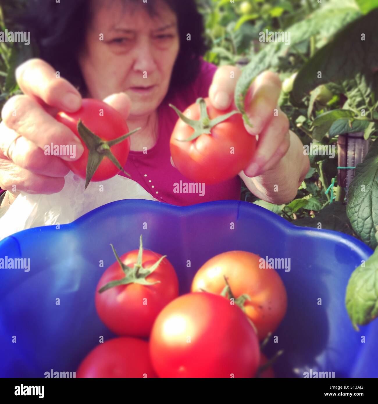 Senior woman picking up tomatos from home garden Stock Photo - Alamy