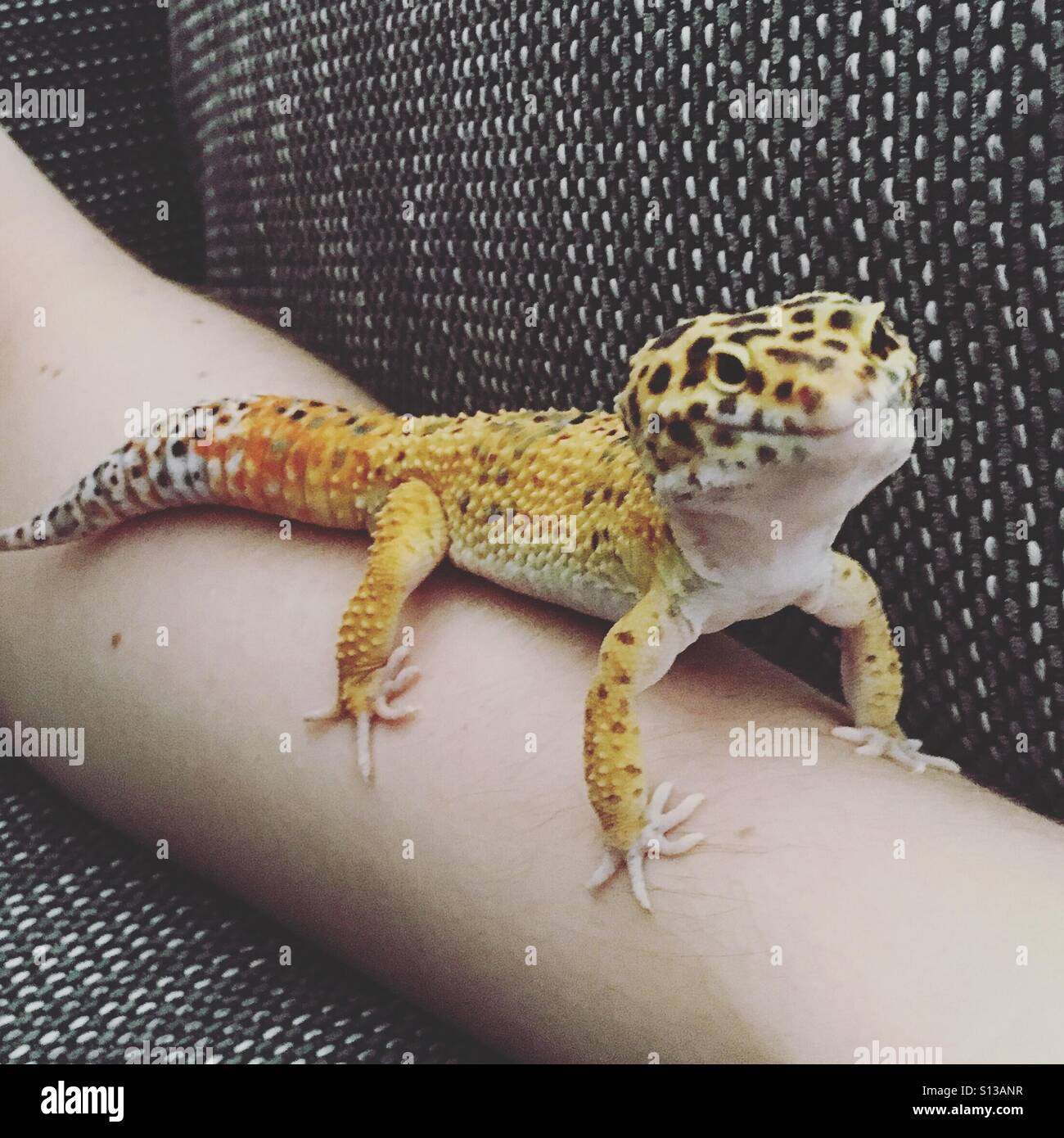 Gecko Smile Stock Photos Gecko Smile Stock Images Alamy - 