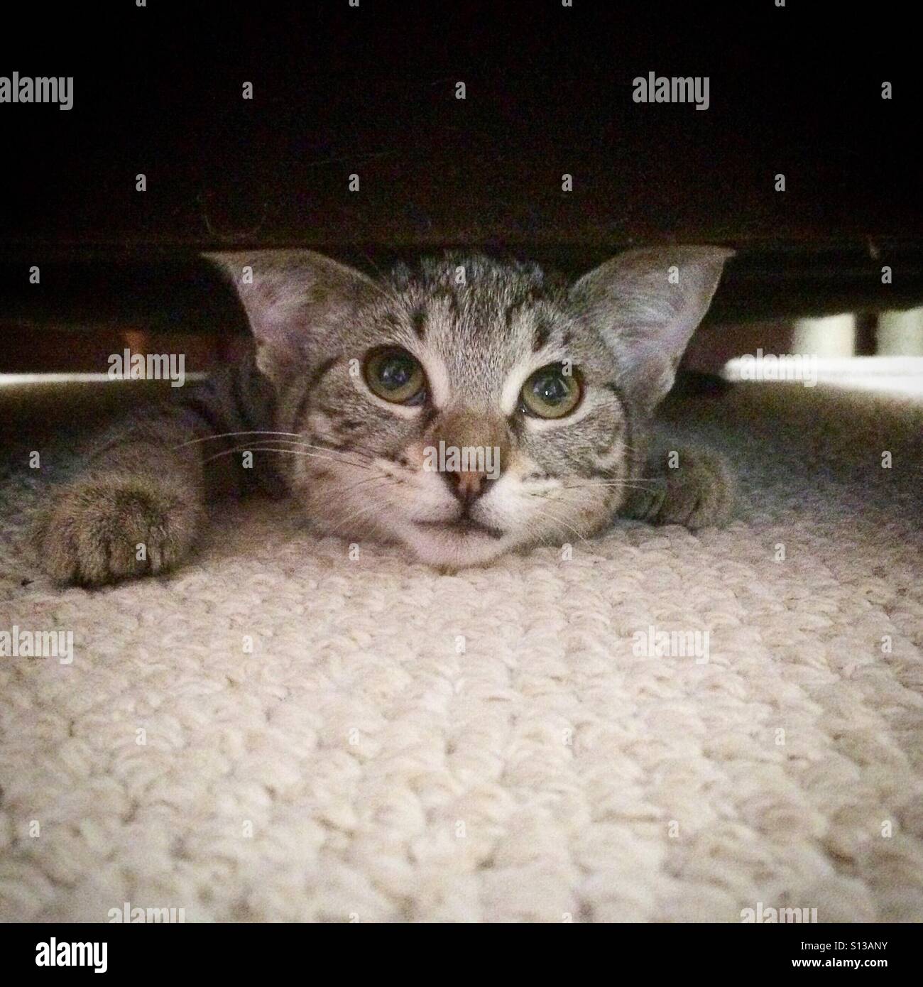 Cat hiding under couch hires stock photography and images Alamy